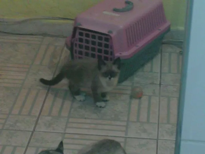 Gato raça indefinida idade 2 a 6 meses nome juca
