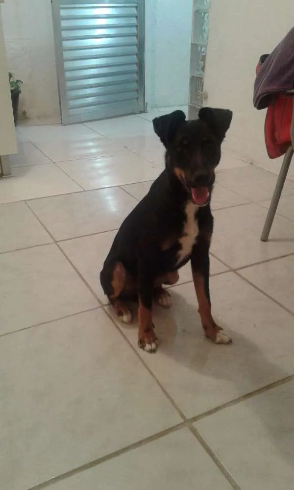 Cachorro ra a viralata idade 6 ou mais anos nome Spaik