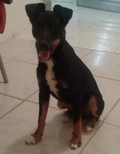 Cachorro ra a viralata idade 6 ou mais anos nome Spaik