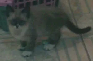 Gato raça indefinida idade 2 a 6 meses nome juca