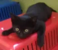 sininho