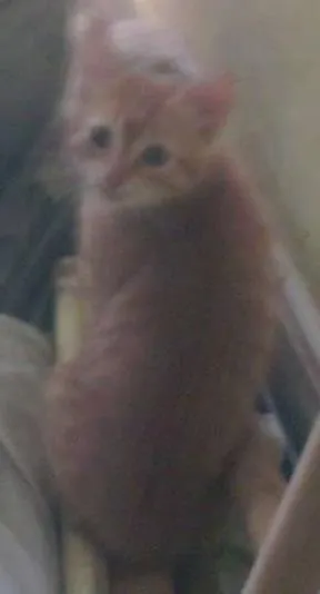 Gato raça indefinida idade 2 a 6 meses nome giggio