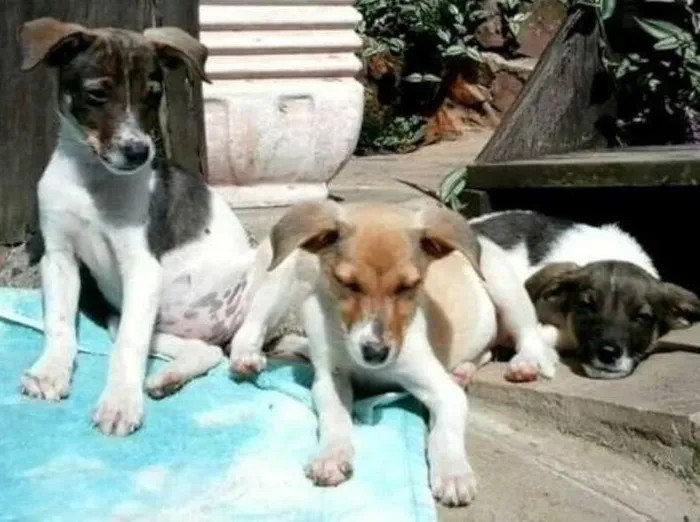 Cachorro ra a SRD idade 2 a 6 meses nome Valentim- Prema_ Al