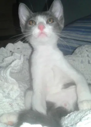 Gato raça srd idade 2 a 6 meses nome Oto, Julieta e Dan
