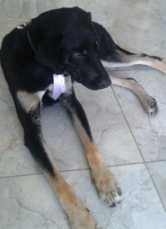 Cachorro ra a SRD idade 1 ano nome Yuuki