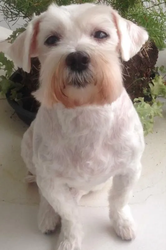Cachorro ra a Maltês idade 6 ou mais anos nome Tobby
