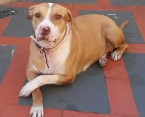 Cachorro raça Pitbul idade 5 anos nome MEL