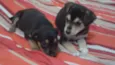 pepita , pepa