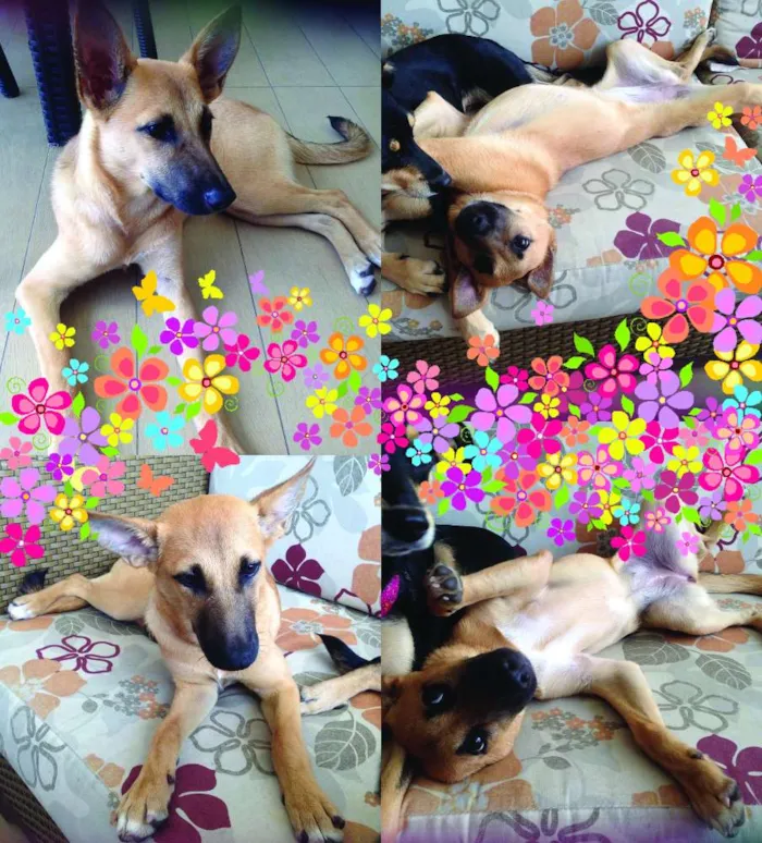 Cachorro ra a SRD idade 2 a 6 meses nome Rebeca