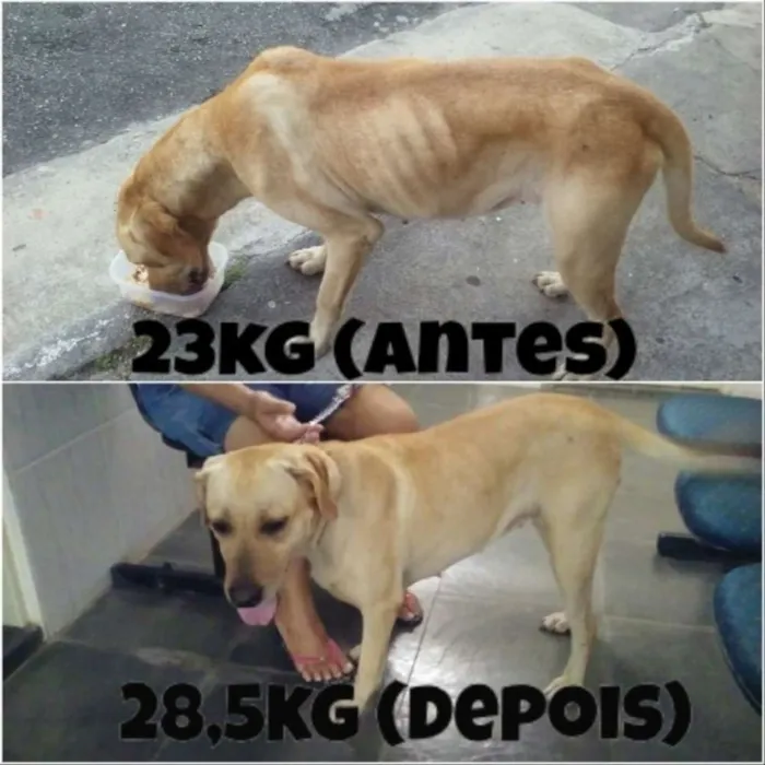 Cachorro ra a Labrador idade 2 anos nome Cacau