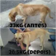 Cacau