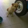 Cacau