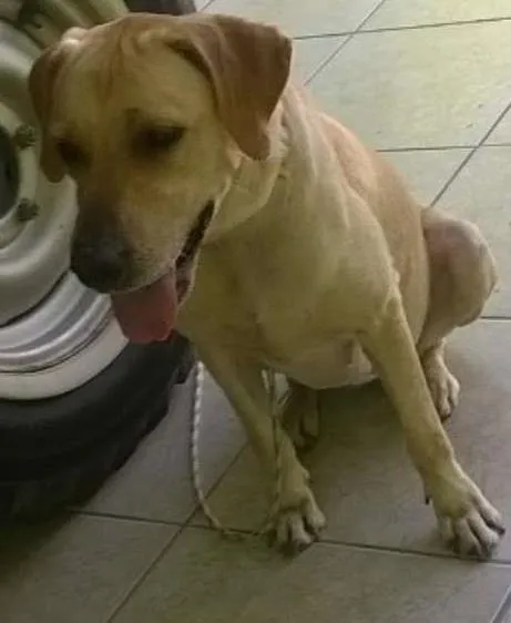 Cachorro ra a Labrador idade 2 anos nome Cacau