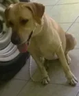 Cacau