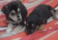 pepita , pepa