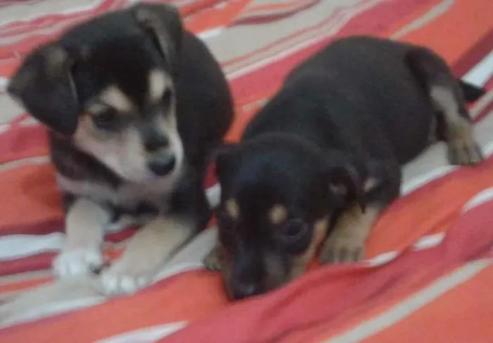 Cachorro ra a vira lata idade Abaixo de 2 meses nome pepita , pepa