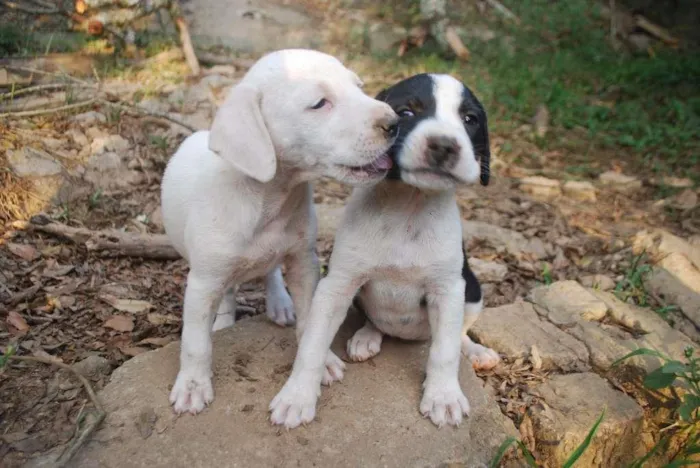 Cachorro ra a RND idade Abaixo de 2 meses nome Não Têm