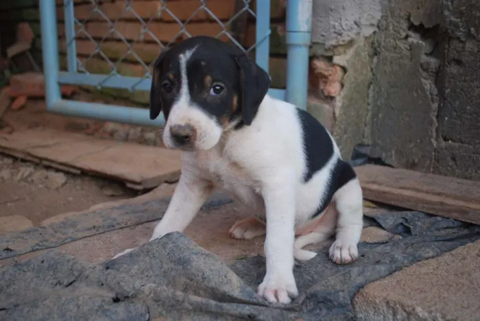 Cachorro ra a RND idade Abaixo de 2 meses nome Não Têm