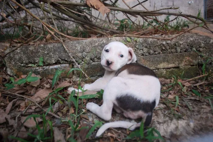 Cachorro ra a RND idade Abaixo de 2 meses nome Não Têm