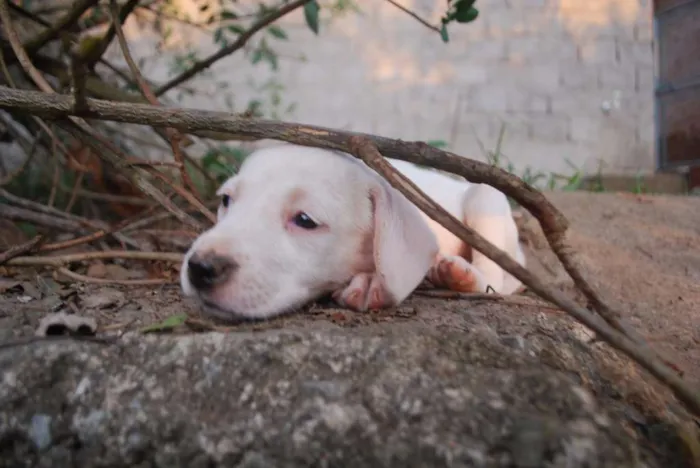 Cachorro ra a RND idade Abaixo de 2 meses nome Não Têm