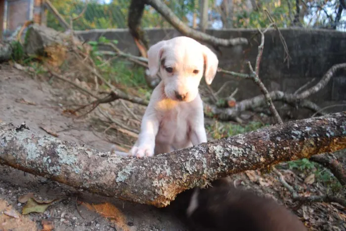 Cachorro ra a RND idade Abaixo de 2 meses nome Não Têm