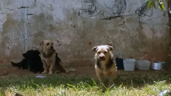 Cachorro ra a Desconhecida idade 1 ano nome Sem nome