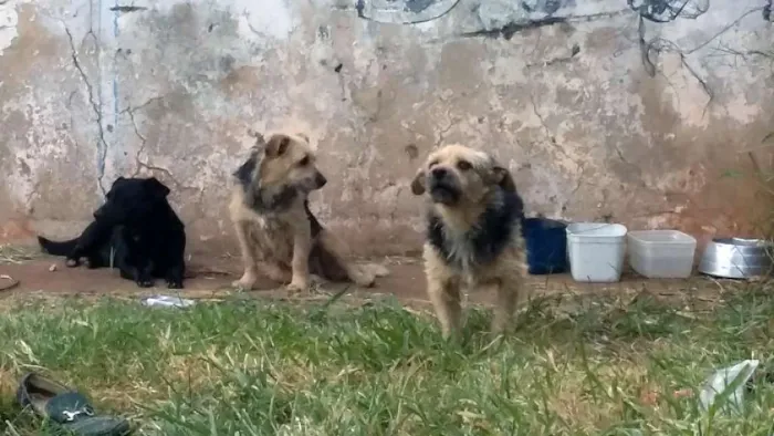 Cachorro ra a Desconhecida idade 1 ano nome Sem nome