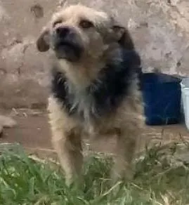 Cachorro ra a Desconhecida idade 1 ano nome Sem nome