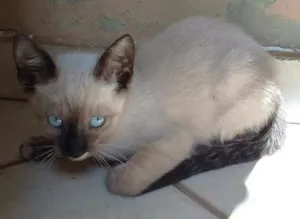 Gato raça  idade 2 a 6 meses nome Sem nome