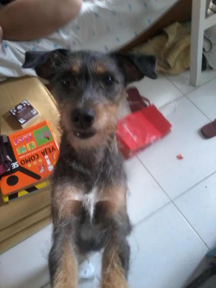 Cachorro ra a SRD idade 2 anos nome morena