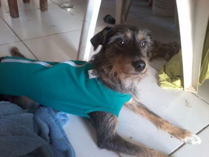 Cachorro ra a SRD idade 2 anos nome morena