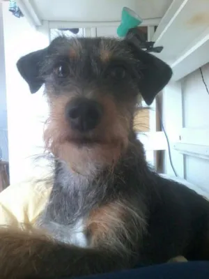 Cachorro raça SRD idade 2 anos nome morena