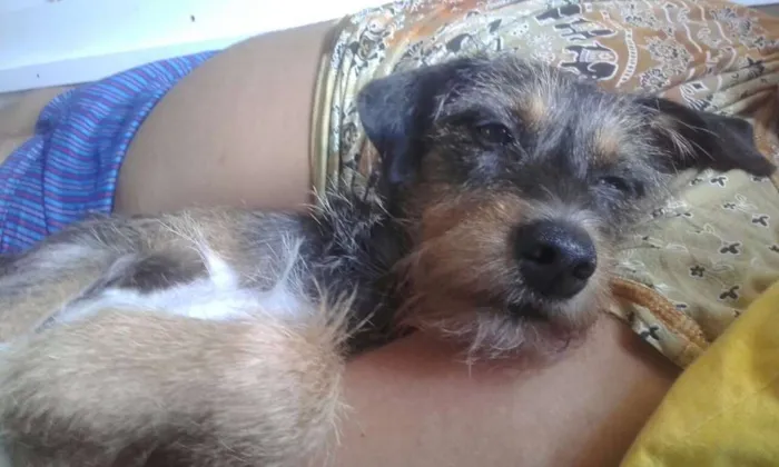 Cachorro ra a SRD idade 2 anos nome morena