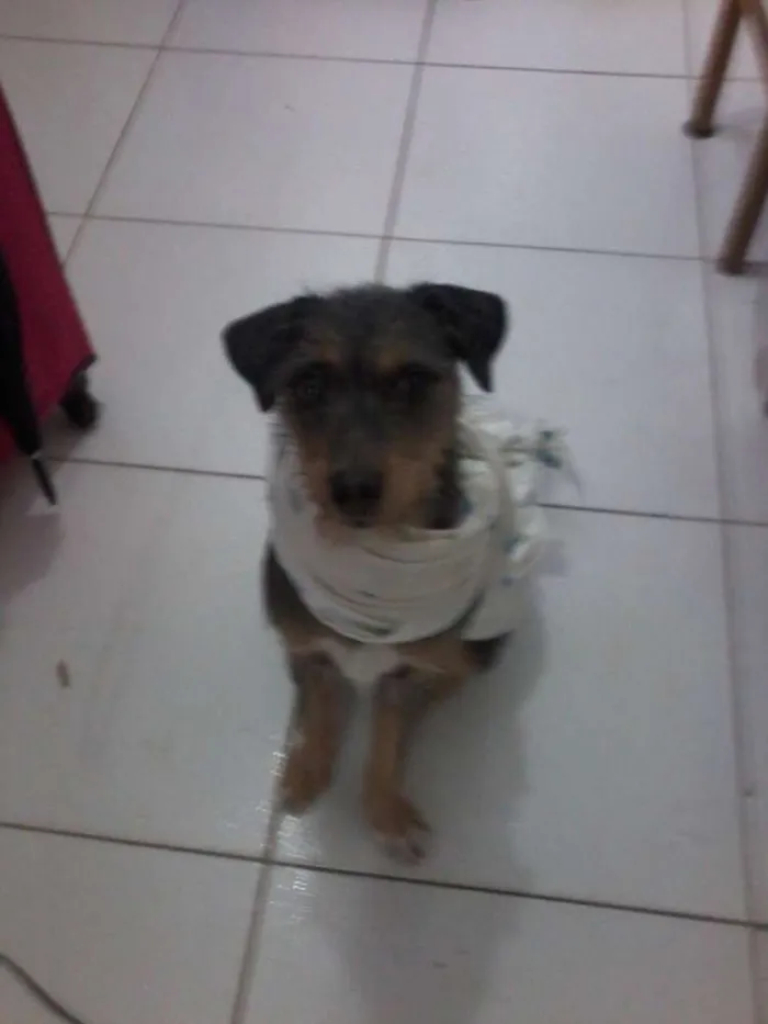Cachorro ra a SRD idade 2 anos nome morena