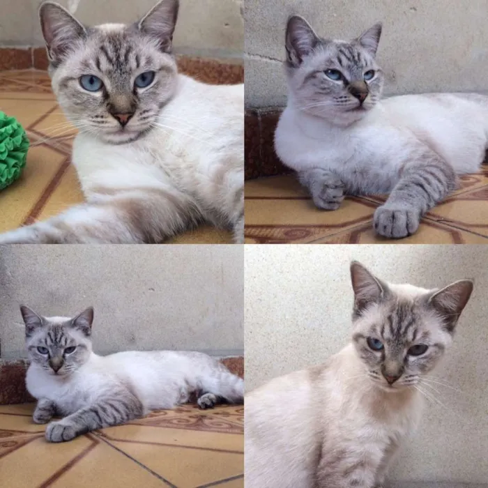 Gato ra a SRD idade 1 ano nome Dora