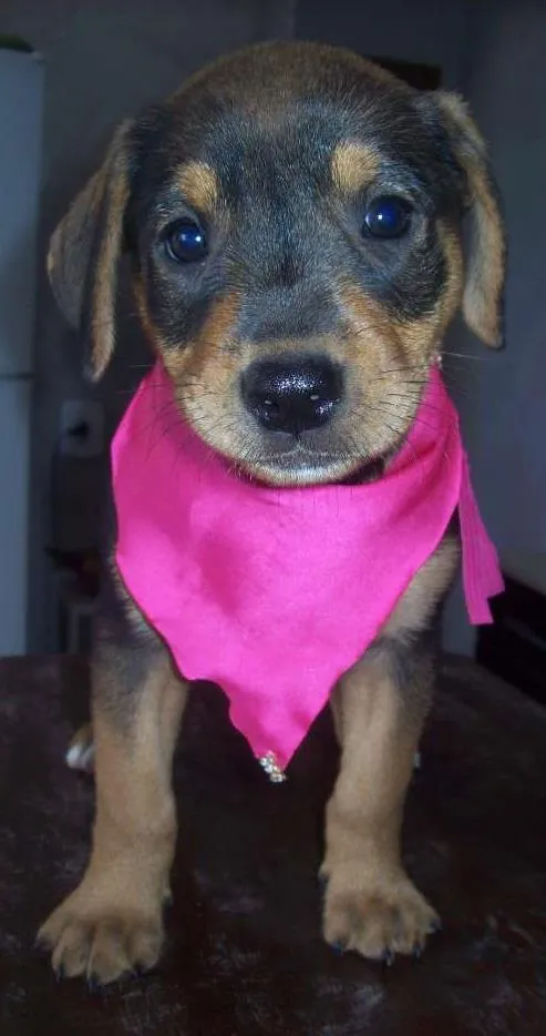 Cachorro ra a SRD idade Abaixo de 2 meses nome Pretinha.