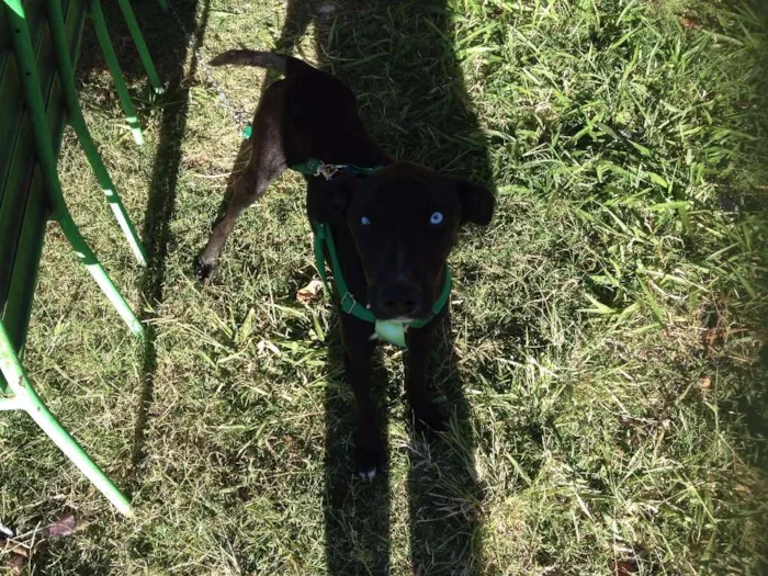 Cachorro ra a SRD idade 2 anos nome Marley