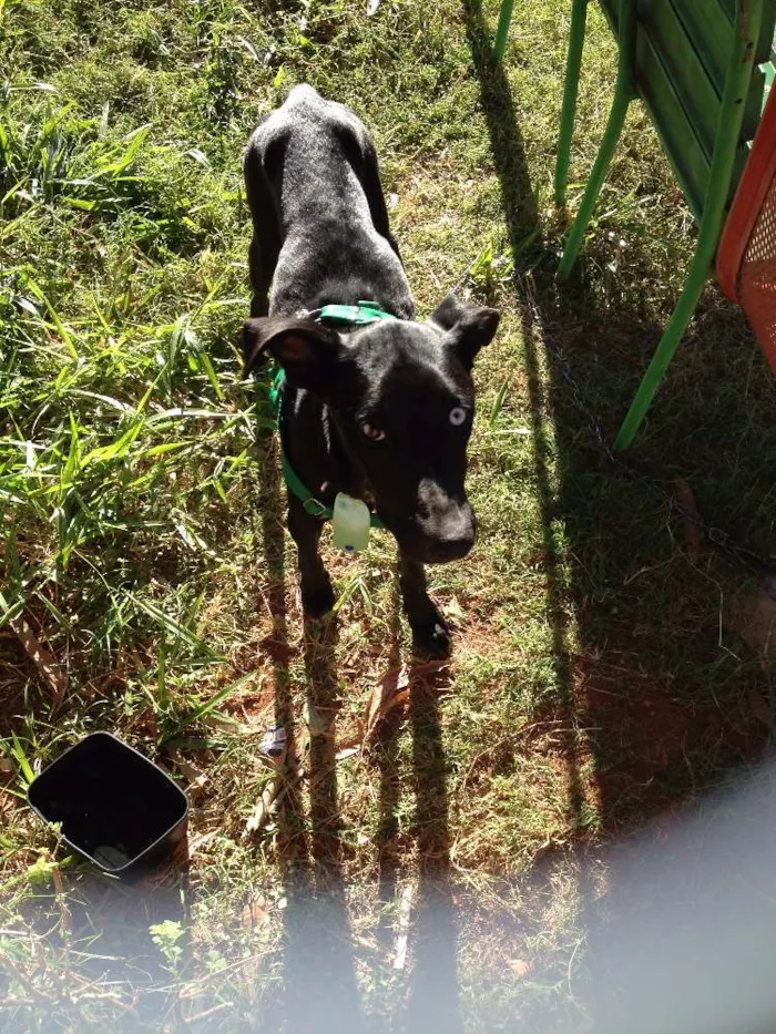 Cachorro ra a SRD idade 2 anos nome Marley