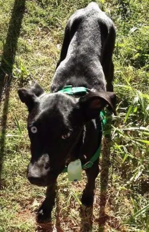 Cachorro raça SRD idade 2 anos nome Marley