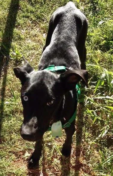 Cachorro ra a SRD idade 2 anos nome Marley