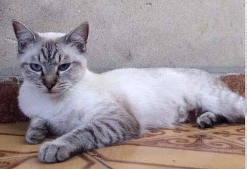 Gato ra a SRD idade 1 ano nome Dora