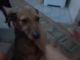 Lilica