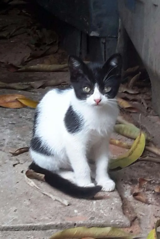 Gato ra a Comum idade 2 a 6 meses nome Ainda sem nome