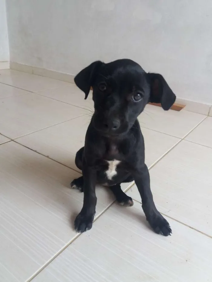 Cachorro raça Nao idade 2 a 6 meses nome Não tem