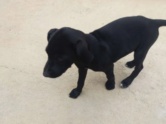 Cachorro raça Nao idade 2 a 6 meses nome Não tem