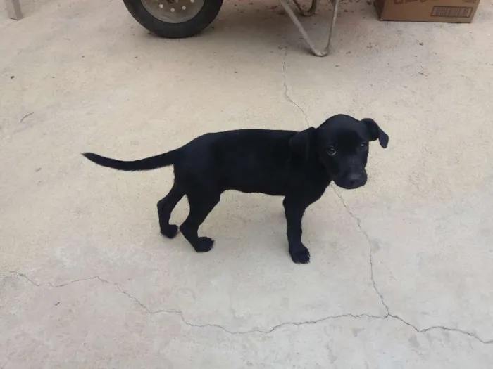 Cachorro raça Nao idade 2 a 6 meses nome Não tem