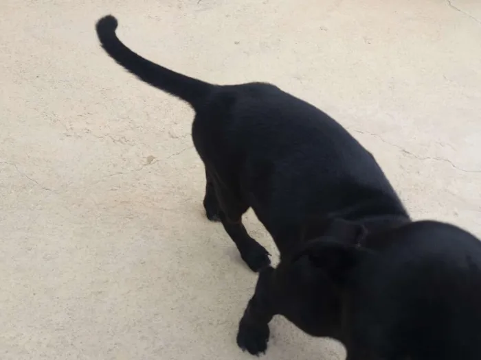 Cachorro raça Nao idade 2 a 6 meses nome Não tem