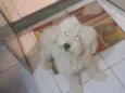Odie