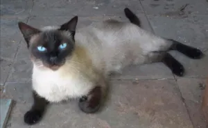 Gato raça Siamês idade 3 anos nome Panthera