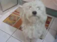 Odie